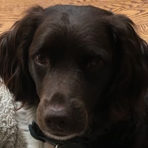 Meet your Posher, Romey